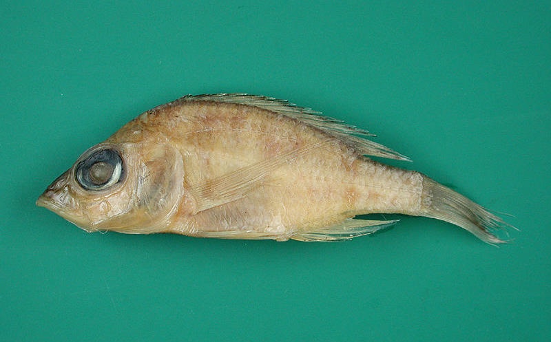 Placidochromis minutus 'Nkhotakota' (Sungu Spit)
